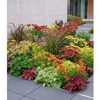 BALDUR Garten Beetpflanze 7er Staudenbeet 'Elegance', 7 St., Mädchenauge, winterhart, mehrjährig, pflegeleicht