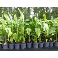 gruenwaren jakubik Bananenbaum