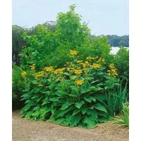 Pflanzen für Dich Staude Inula magnifica, 1 St., Riesen-Alant, Pracht-Alant