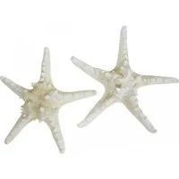 Viana Bastelnaturmaterial Deko Seesterne groß Weiß 19-26cm 5 St für Maritime Deko, 5 Stück