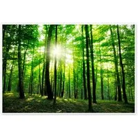 Posterlounge Wandbild Sonnenlicht im grünen Wald, Frühling, Editors Choice, erhältlich als Poster, Leinwandbild, Wandsticker oder Acrylglasbild