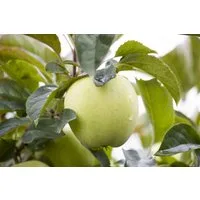 Pflanzen für Dich Obstpflanze Malus Weißer Klarapfel, 1 St., Weißer Klarapfel, Klarapfel, Augustapfel, frühreifend, saftig-süß