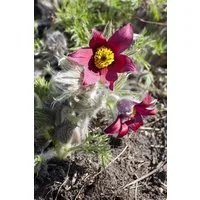 Pflanzen für Dich Staude Pulsatilla vulg. Pinwheel Rot, 1 St., Küchenschelle, Kuhschelle, Glockenblume