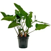 Aquaone Wasserpflanze Mutterpflanze Aquariumpflanze Anubias hastifolia Nr.301H XL