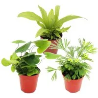 Exotenherz Zimmerpflanze Mini-Farn-Trio Set 3 Mini-Farnen Asplenium Actiniopteris Hemionitis