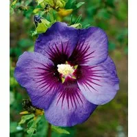 BALDUR Garten Zierstrauch Hibiskus 'Hawaii®', 1 St., Riesenhibiskus, lange Blütezeit,winterhart, mehrjährig