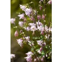 Pflanzen für Dich Staude Aquilegia vulgaris, 1 St., Gewöhnliche Akelei, Akelei
