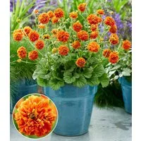 BALDUR Garten Staude Geum 'Orange Pumpkin®', 3 St., Blütenstiele, winterhart, mehrjährig, pflegeleicht