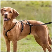 TRIXIE Hunde-Erziehungsgeschirr Panikgeschirr Stay - schwarz - 32–45 cm/10 mm