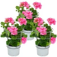 Exotenherz Beetpflanze Geranien hängend Pelargonium peltatum ver.Farben 12cm Topf 3er Set