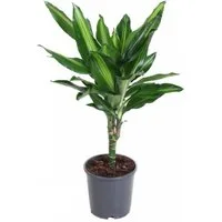 meinvipshop Zimmerpflanze Drachenbaum Dracaena fragrans Cintho 40cm Zimmerpflanze