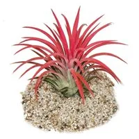 Exotenherz Zimmerpflanze Tillandsia ionantha "Fire" - intensive rote Farbe