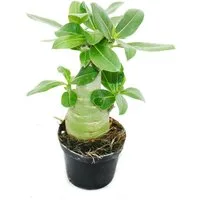 Exotenherz Zimmerpflanze Kleine Wüstenrose, Adenium, Überraschungsfarbe, 10cm Topf