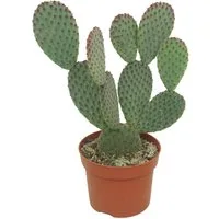 meinvipshop Kaktus Kaktus Opuntia microdasys 15cm