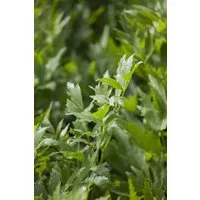 Pflanzen für Dich Staude Levisticum officinalis, 1 St., Liebstöckel, Maggikraut