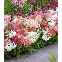 BALDUR Garten Zierstrauch Niedrige Hortensie 'Groundbreaker®', 5 St., Blütenpracht,winterhart, mehrjährig, pflegeleicht