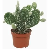 meinvipshop Kaktus Opuntia microdasys Albispina Feigenkaktus