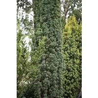 Pflanzen für Dich Konifere Taxus baccata Fastigiata Robusta, 1 St., Eibe, Säuleneibe, säulenförmig, immergrün