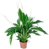 Flowerbox Zimmerpflanze Einblatt - Spathiphyllum, pflegeleicht - Höhe ca. 50 cm, Topf-Ø 13 cm