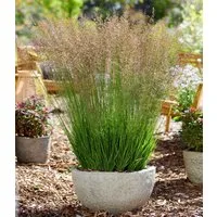 BALDUR Garten Gräser Blaues Pfeifengras 'Banshee®', 1 St., Pfeifengras, winterhart, langblühend, trockenheitsverträglich