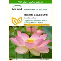 SAFLAX Blumensamen SAFLAX - Samen und Substrat - Indische Lotusblume