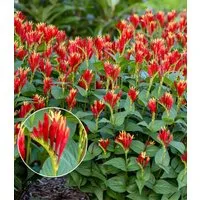 BALDUR Garten Staude Spigelia 'Little Redhead®', 1 St., Schmetterlingsmagnet, winterhart, pflegeleicht