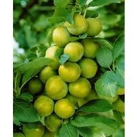 Pflanzen für Dich Obstpflanze Prunus dom. Quillins Reneklode, 1 St., Quillins Reneklode, Reneklode, Edel-Pflaume, gelbfruchtig, süßaromatisch
