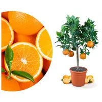 Meine Orangerie Obstpflanze Orangenbaum Citrus Sinensis, echter Orangenbaum, professionell veredelter und fruchtreifer Zitrusbaum