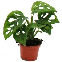 Exotenherz Zimmerpflanze Mini-Pflanze Monstera Monkey Mask Fensterblatt im 5,5cm Topf