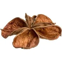 NaDeco Bastelnaturmaterial Landlotus Natur, Größe ca. 5-10cm Sterculia urens