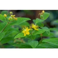Pflanzen für Dich Staude Hypericum perforatum, 1 St., Johanniskraut, Tüpfel-Johanniskraut