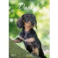 Korsch Verlag Wandkalender Dackel 2027