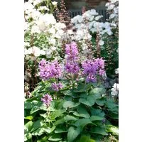 Pflanzen für Dich Staude Nepeta racemosa, 1 St., Katzenminze, Blaue Katzenminze