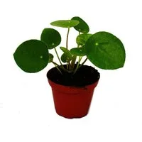 Exotenherz Zimmerpflanze Pilea peperomioides Glückstaler Chinesischer Geldbaum im 7cm Topf