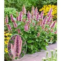 BALDUR Garten Staude Agastache 'Beelicious® Pink', 2 St., reichblühend, lange Blütezeit