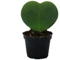 Exotenherz Kaktus Hoya kerii Herzblatt Herzpflanze oder Kleiner Liebling im 6cm Topf