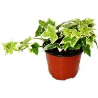 Exotenherz Zimmerpflanze Hedera helix - weißbuntes Laub, 9cm Topf