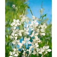 Pflanzen für Dich Staude Gaura lindheimerii weiß, 1 St., Prachtkerze, Präriekerze