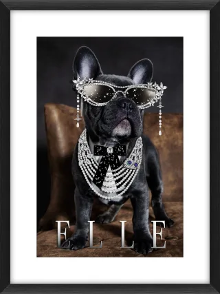 Bild BULLDOG ELLE
