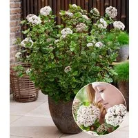 BALDUR Garten Zierstrauch Winterblüher Viburnum 'Rock 'n Rolla®', 1 St., Winterschneeball, immergrün,winterhart, mehrjährig,duftend