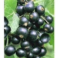 BALDUR Garten Obstpflanze Johannisbeere 'Schwarze Titania', 1 St., Widerstandsfähig, winterhart, mehrjährig, pflegeleicht
