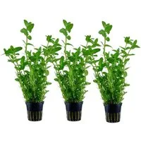 Aquaone Wasserpflanze Aquarium Pflanze 3 Stück Bacopa caroliniana Wasserpflanze Nr.343 Set