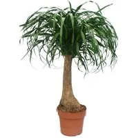 Exotenherz Zimmerpflanze Elefantenfuss - unverzweigt - Zimmerpflanze - ca. 80cm