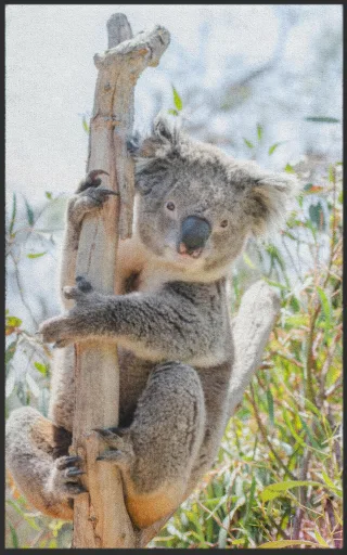 Fussmatte Koala 7596 | Größe: 60 cm x 90 cm