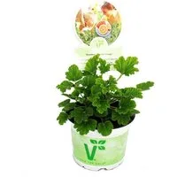 Exotenherz Beetpflanze Duftgeranie "Orange" - Pelargonia odorata Hybr.