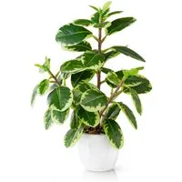 Kunstpflanze Tropische Kunstpflanzen wie echt in weißen Keramiktöpfen, Kunstpflanze Tropische Kunstpflanzen (u.a. Monstera & Areca Palmen), PASCH, Höhe 25 cm