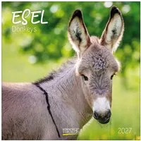 Korsch Verlag Wandkalender Esel 2027
