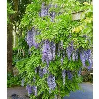 BALDUR Garten Zierstrauch Blauregen 'Blue Moon', 1 St., Blütentrauben, reichblühend, genügsam, winterhart, mehrjährig