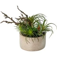 Künstliche Zimmerpflanze Tillandsien-Mix in Zementschale Sukkulente, Creativ green, Höhe 26 cm
