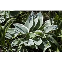 Pflanzen für Dich Staude Hosta tardiana El Nino, 1 St., Funkie